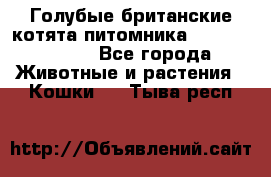 Голубые британские котята питомника Silvery Snow. - Все города Животные и растения » Кошки   . Тыва респ.